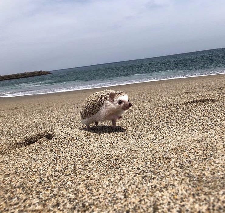 ¡Buenas tardes!

Necesitamos de su ayuda con 50 RTs para poder entrar a la <a href="/ALFA_TaC/">ATAC</a>. 

Háganlo por este lindo erizo caminando, ¡gracias de antemano! ❤️

#go21