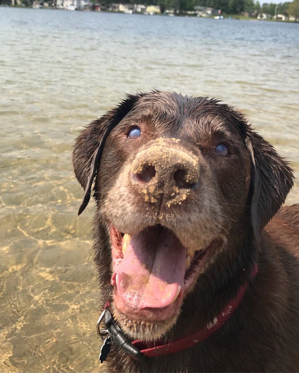 WeRateDogs tweet media