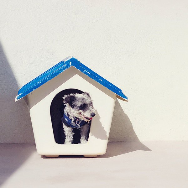 reflectinbeauty's tweet image. DId you know that lots of folks use Skin So Soft to protect their pets agaings nasty #bitingbugs?  #Protect your #petfamily today go.youravon.com/32wggw