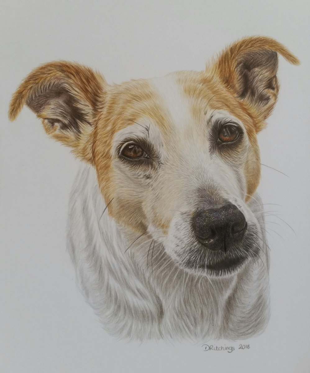DawnPortraits's tweet photo. Here is Bert, all complete.   Drawn on A4 in colour pencil. #art #dogportrait #JackRussellTerrier #colourpencil #art  #dogs https://t.co/ROjvTYgBw2