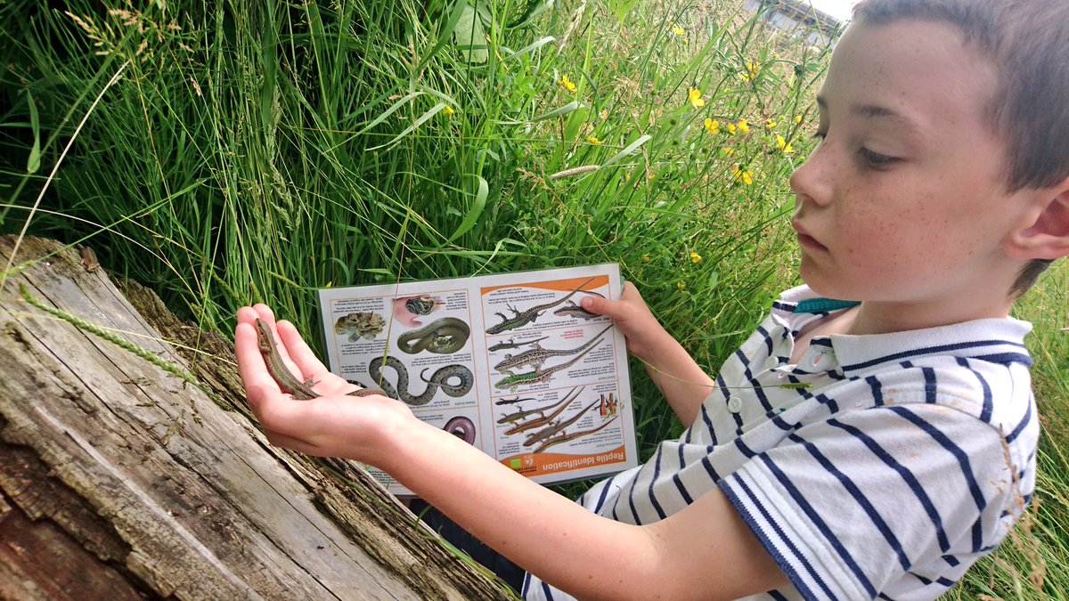 KentRAG's tweet image. Really great to be part of @Singleton_EC reopening today. Lovely to see so many familiar faces as well as meet some VERY passionate young #reptile enthusiasts! The common lizards are happy to have friendly hands to bask on at the centre again 😊🦎 @AshfordCouncil @ARGroupsUK
