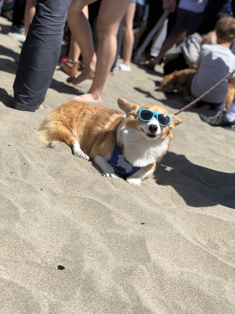 Nector42's tweet image. I just want to be as happy as this corgi #CorgiCon2018