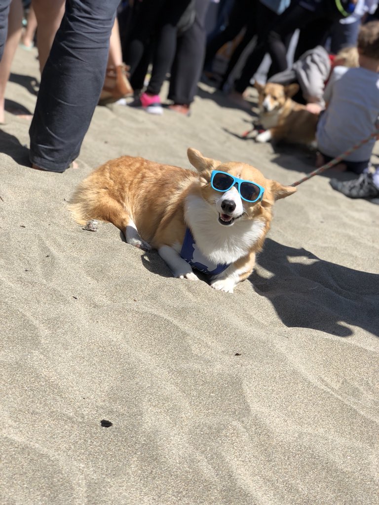 Nector42's tweet image. I just want to be as happy as this corgi #CorgiCon2018