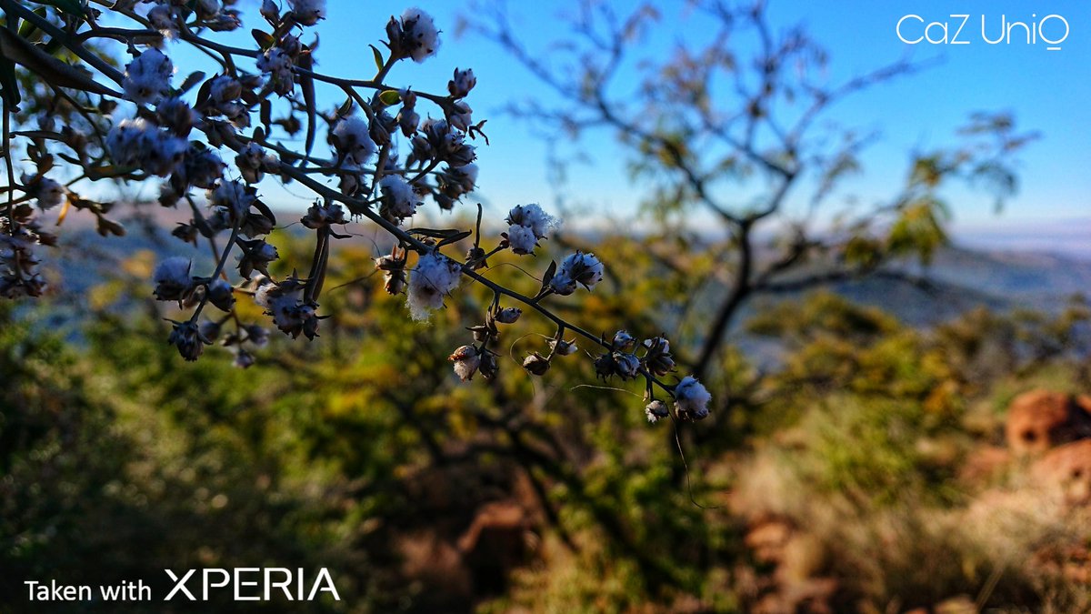 Cazwhin's tweet photo. #xperiamobile
#takenwithxperia
#mobilephotography https://t.co/IQuq0JZYg3