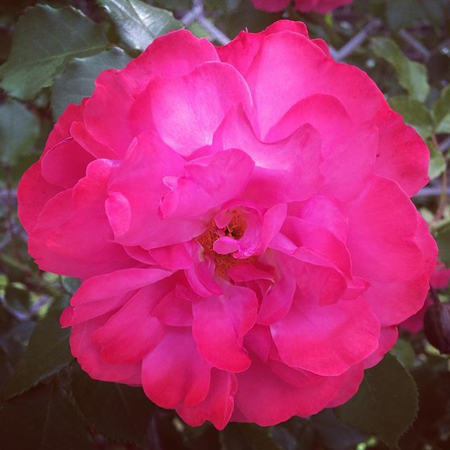 such luscious rose petals... #corktown #imagesnipers #igerstoronto #petalperfection #justgoshoot #getoutside #flowergram #gardenscanada #corktowngarden #igerstoronto #herecomessummer ift.tt/2tfBZtm