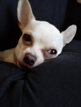 millypod1's tweet photo. 21 May 2018.🆘 WOLFEE #Lost #ScanMe 
Tan Chihuahua Male
Escaped from back garden &amp; ran towards Tesco Express Temple Grove via 
Royal George Road #BurgessHill #WestSussex #RH15 
PLEASE SHARE.
#BN6 #RH16 #RH17
https://t.co/T7ywBDXoPI https://t.co/LbcmRC7Mc2