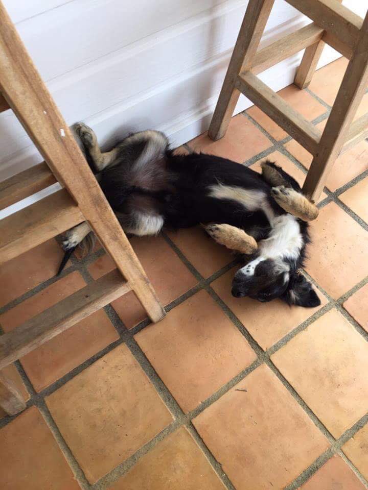 AMuret1's tweet photo. Je vous présente Oscar mon futur dog que j'accueillerai fin juillet, il a un vécu de soldat, laissé pour mort il s'en est sorti avec de multiples blessures très graves (1ère photo) grâce à une association bienveillante (Sauvetage Animaux Guadeloupe). Je suis vraiment très fier. https://t.co/Z9KSZn0Mc6