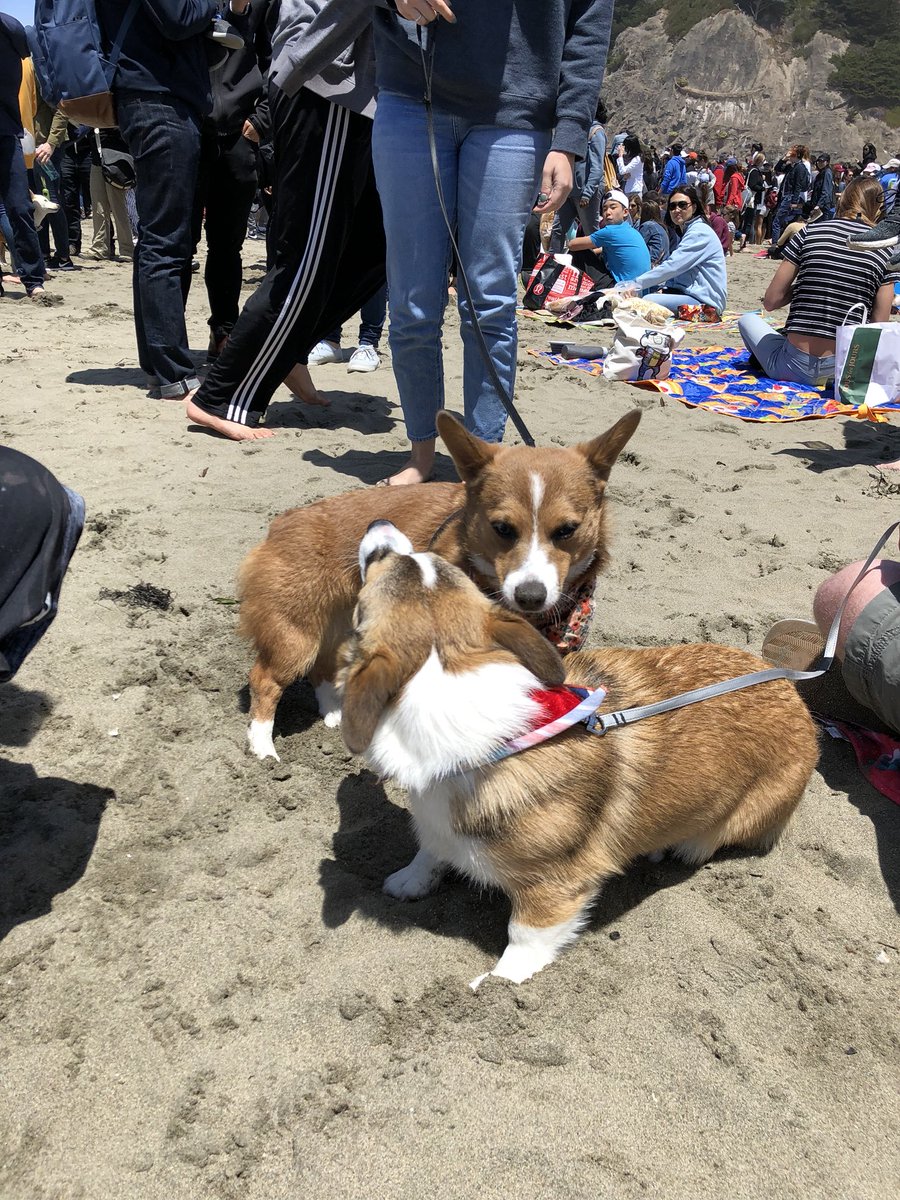 anthonylao3's tweet image. 23/10 best doggos #corgicon