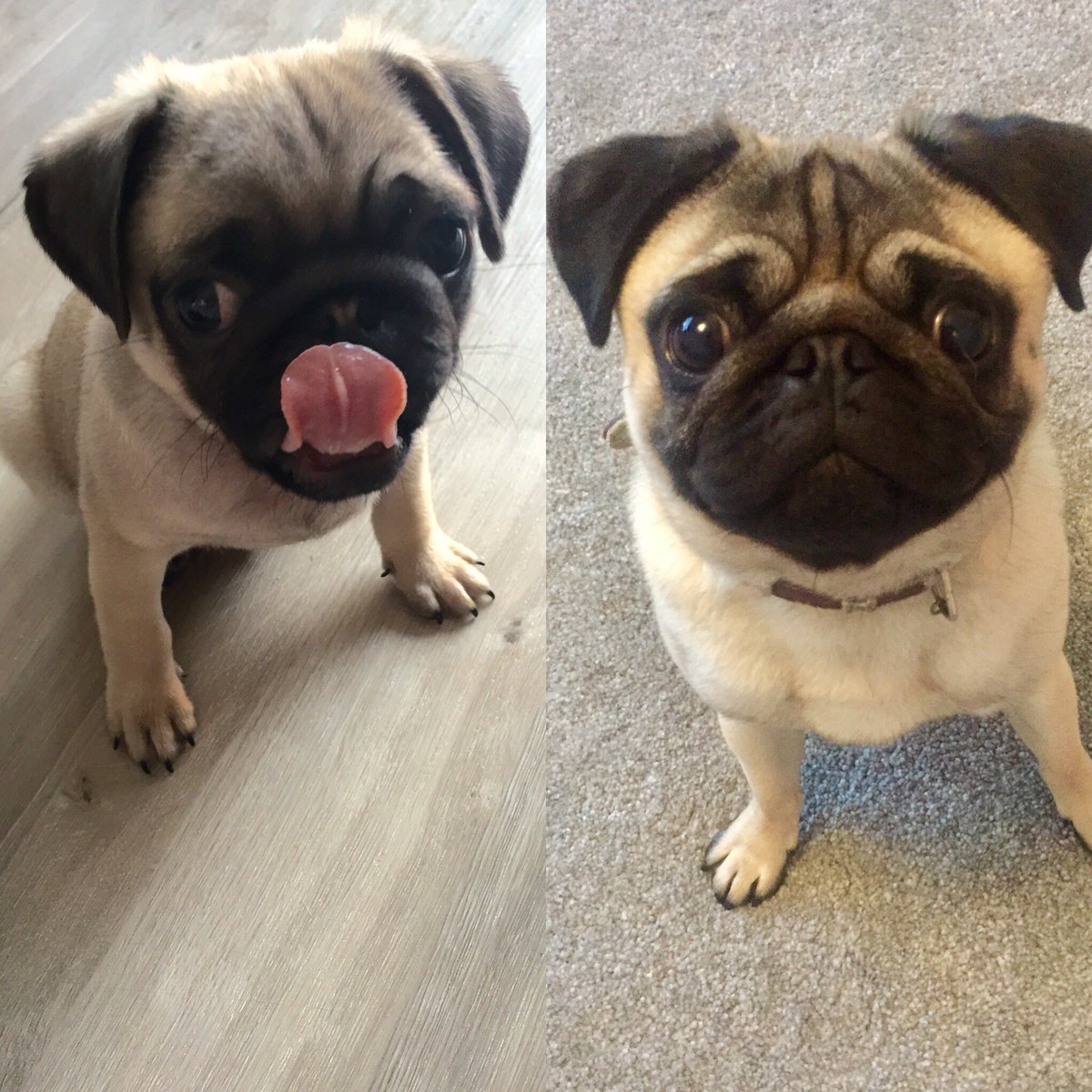 🐶🎂Happy 2nd Birthday to my bestie #Ted #pug #dogsofliverpool