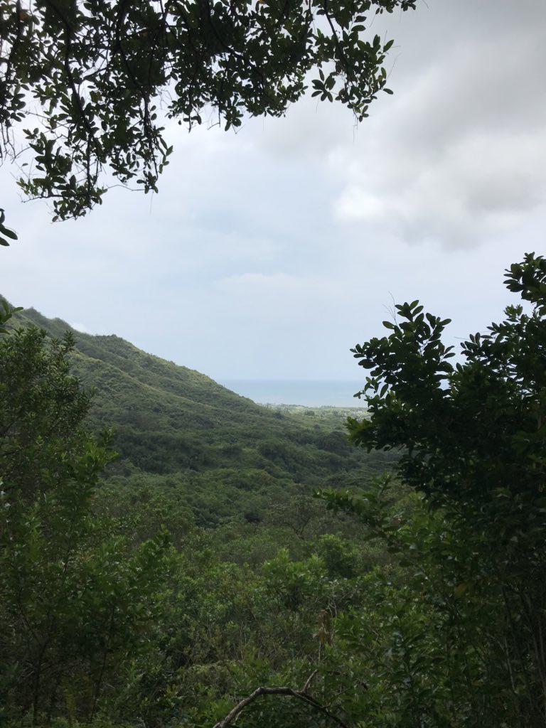 QueenHistorian's tweet photo. #HamamaFalls #Oahu #HawaiiHiking https://t.co/vAcnqJZ8Al