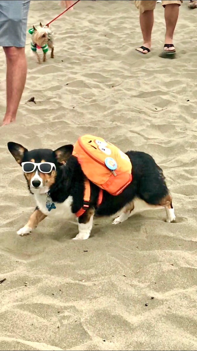 sheetaverma's tweet image. Corgis are like that one uncle you love who’s super funny but is always unemployed. #corgicon