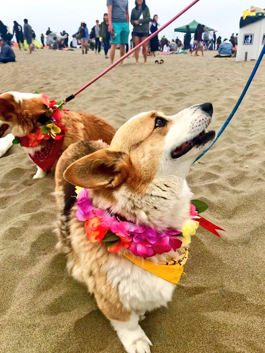 sheetaverma's tweet image. Corgis are like that one uncle you love who’s super funny but is always unemployed. #corgicon