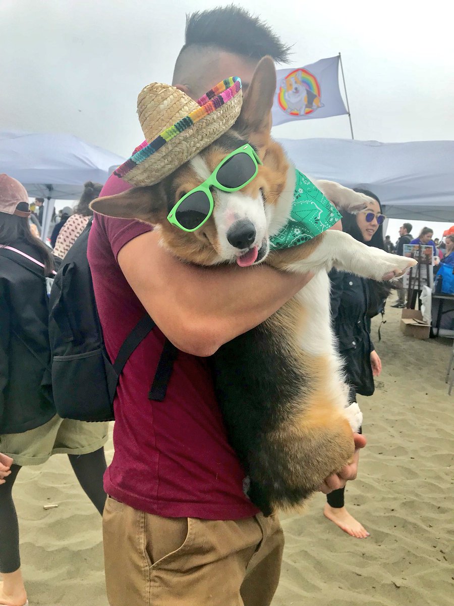 sheetaverma's tweet image. Corgis are like that one uncle you love who’s super funny but is always unemployed. #corgicon