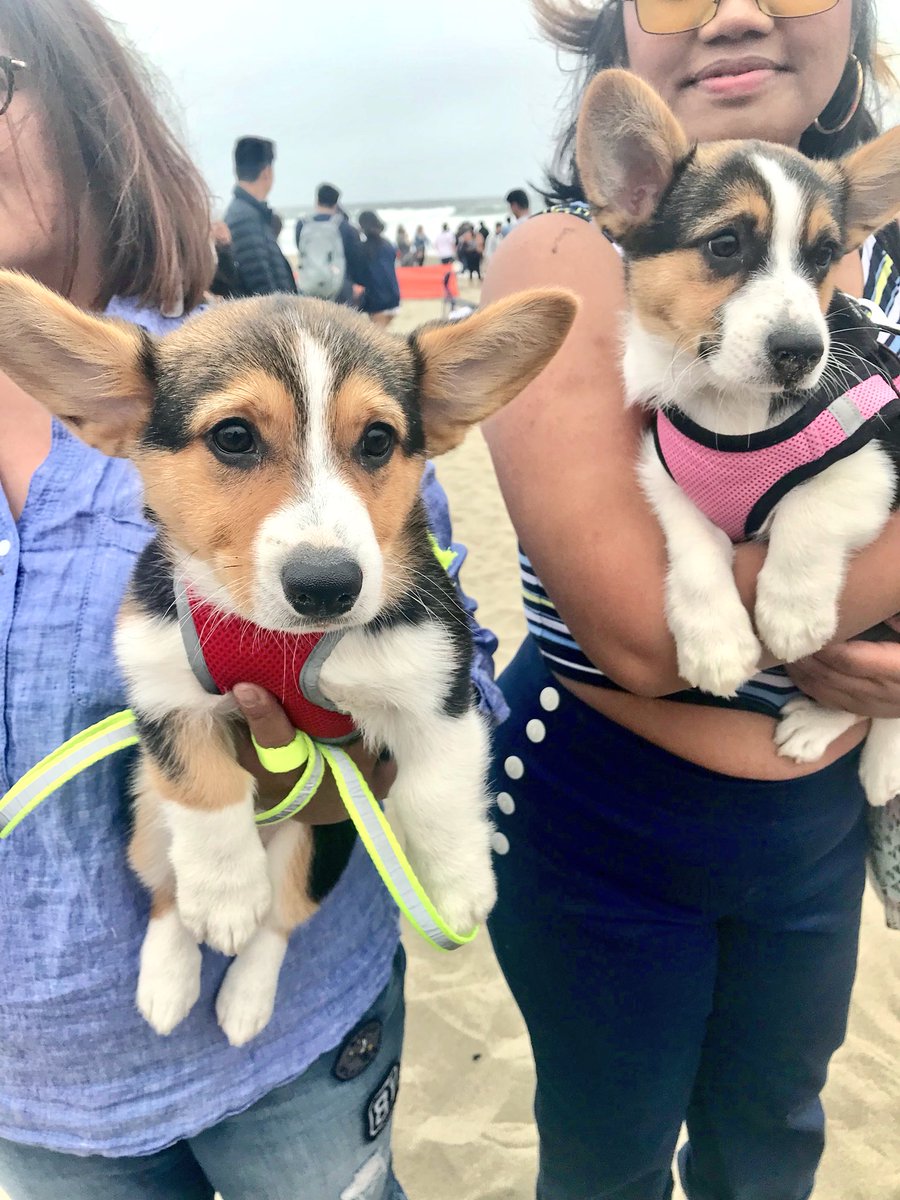 sheetaverma's tweet image. Corgis are like that one uncle you love who’s super funny but is always unemployed. #corgicon