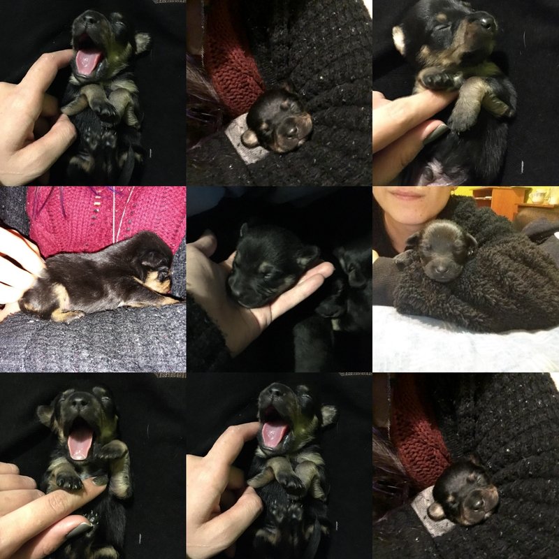 #SANTIAGO Piden ayuda para 5 cachorros de menos de un mes rescatados en plena lluvia. La historia en la siguiente nota epanews.cl/santiago-piden…