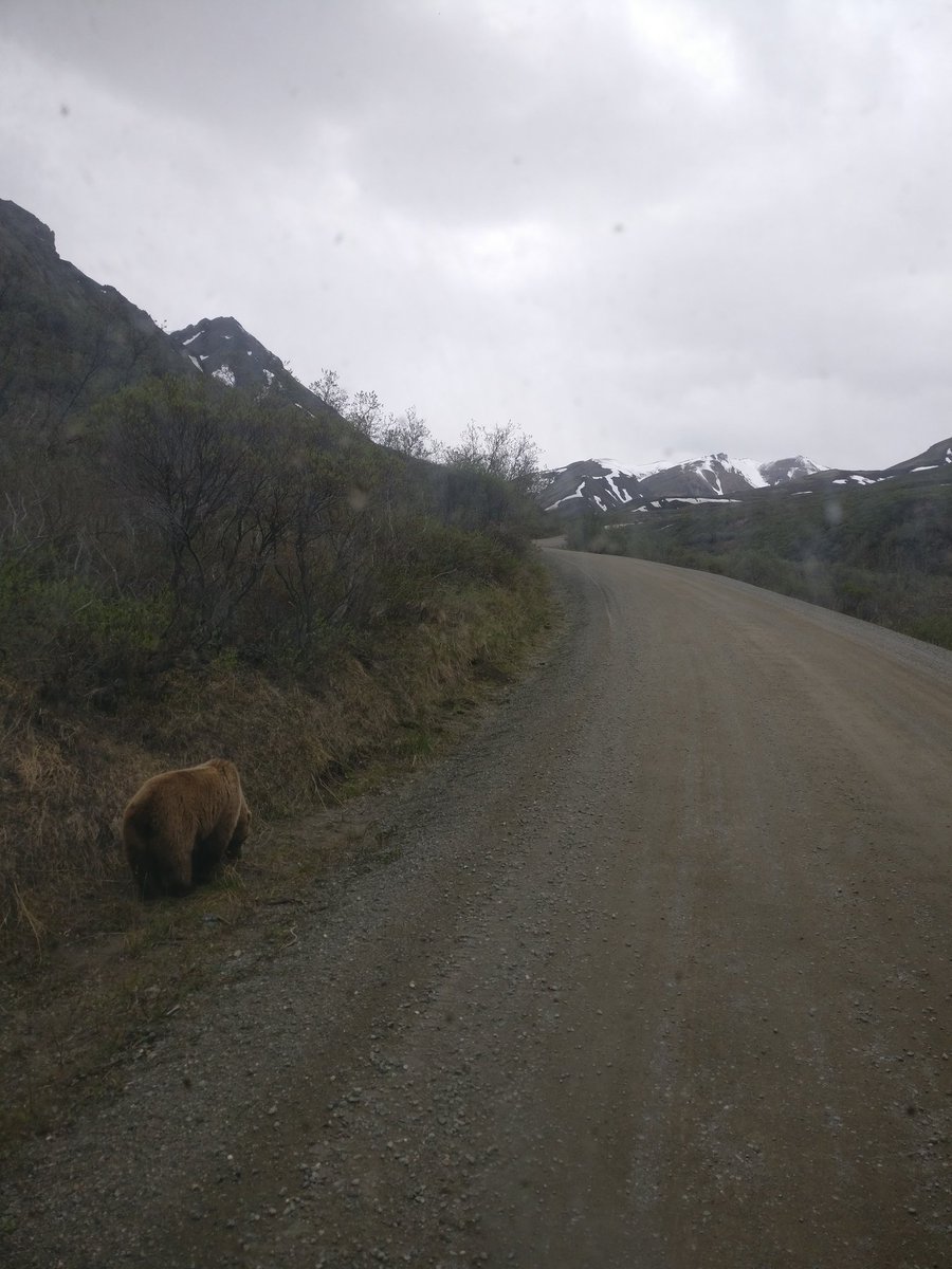 anasshafawi's tweet photo. #gengbassekolah #denalinationalpark #iseebears #taklawalagitaktaula https://t.co/7HUFQInRPx