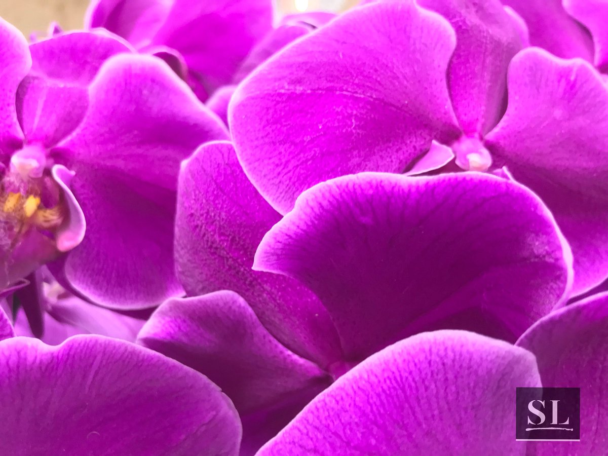 slgparrish's tweet image. “CROWD” Lovely orchids were on tap for @thefleuriste #flowerschool this eve! It was a magnificent mom-daughter evening! #okeeffe #slgparrish #photographyisart #photographer #artnowokc #flowers #artbaselmiami #art #fineartphotography #artavita #worldwideart