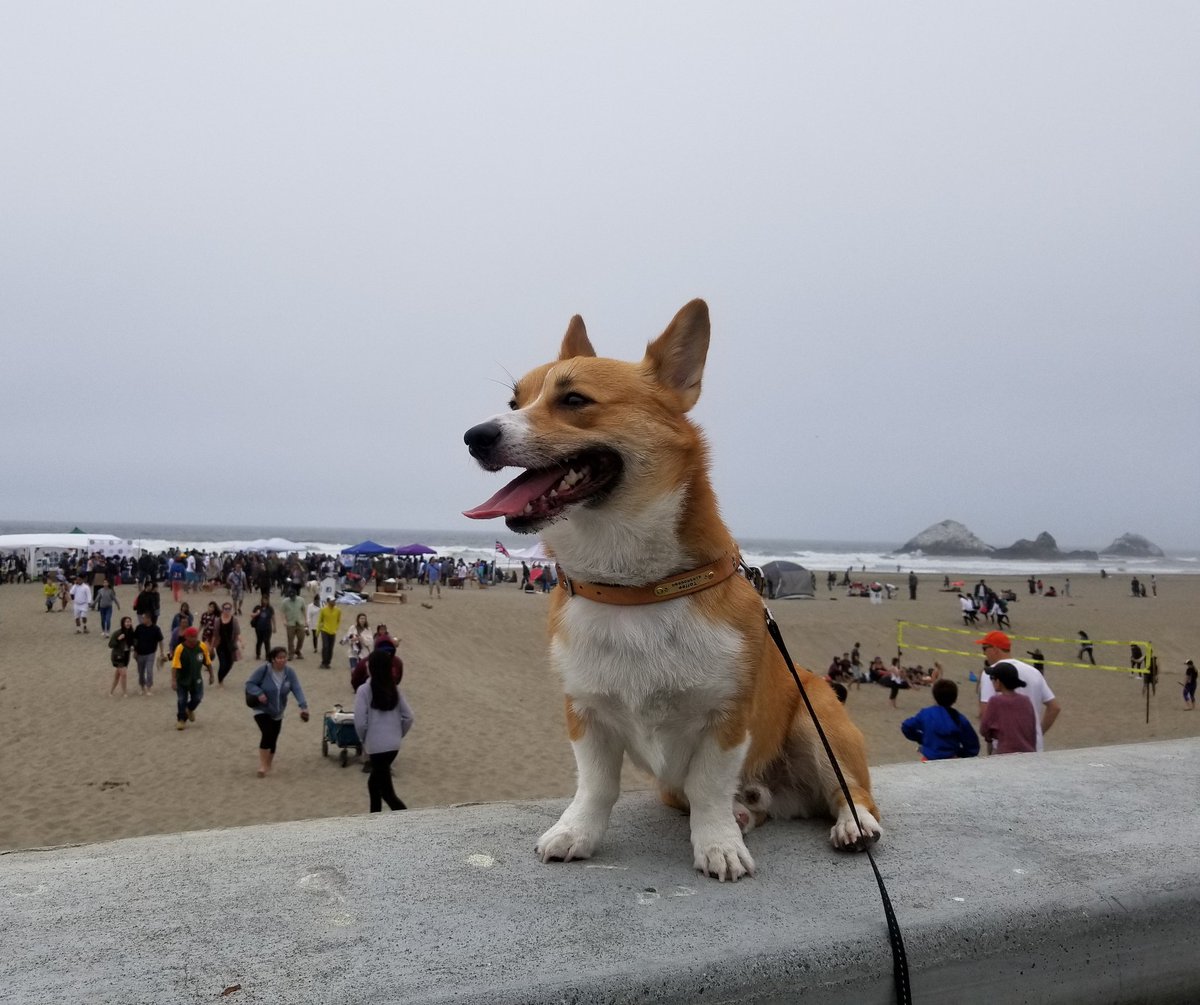 charmaine_klee's tweet image. #CorgiCon is honestly such a blessing to this world