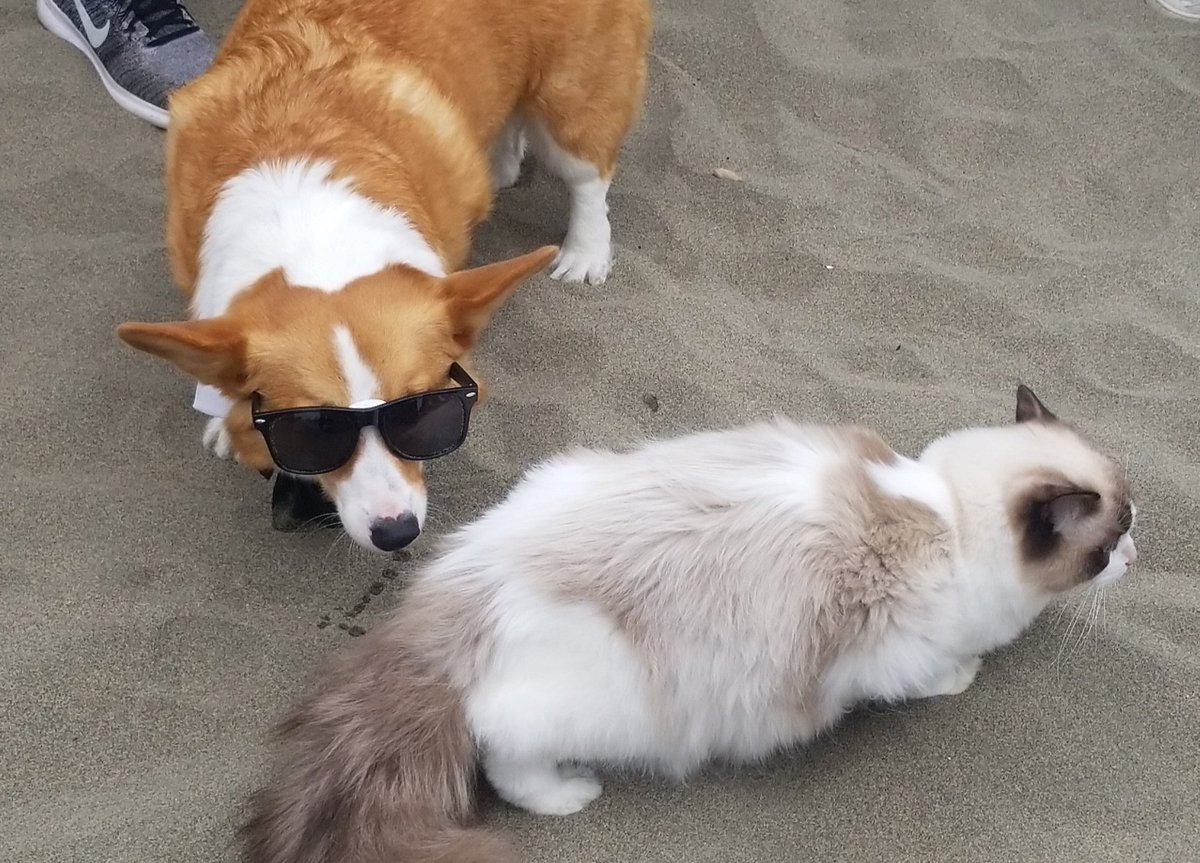 charmaine_klee's tweet image. #CorgiCon is honestly such a blessing to this world