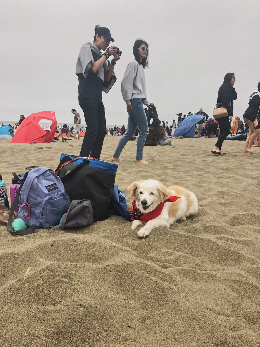 kprimm143's tweet image. Just another day at the beach with my baby 💕🐶

#CorgiCon #corgicon2018