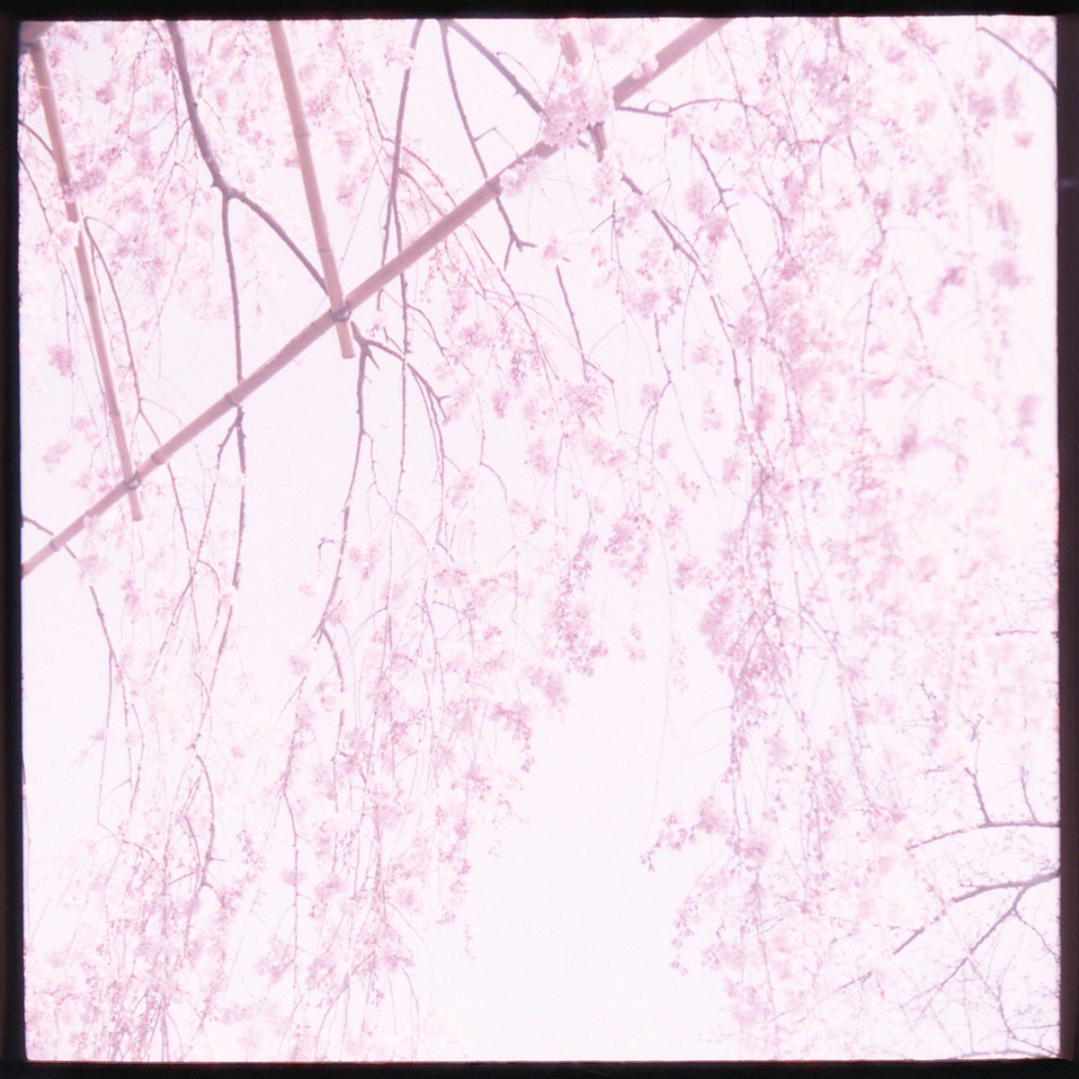 moooochy_k's tweet image. #40mm展 最終日です。
14時くらいから在廊します(^-^)

展示写真はこれぢゃないけど、同じカメラとレンズで撮影♪

#robotstar
#xenon 1:1.9/40