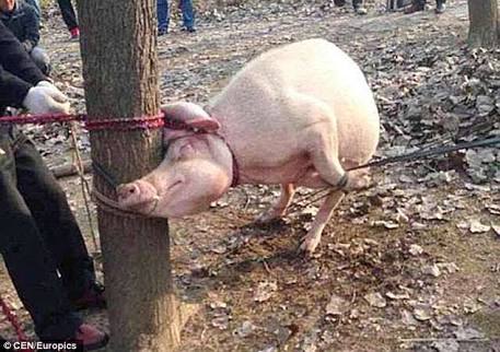 heartvocacy's tweet photo. Last seen photo of the psychic pig that predicted Nigeria in the semi-finals 😭😭 https://t.co/HagV2aVLyn