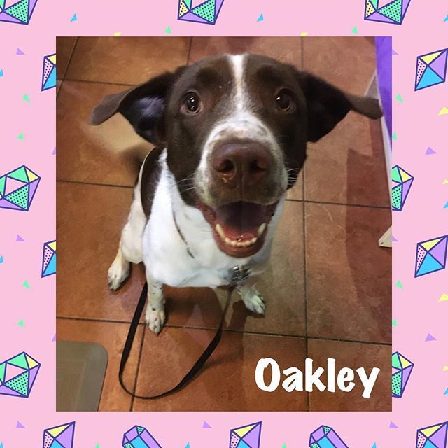 TDBFLOWERMOUND's tweet photo. Oakley joined her parents for a chef of the day experience! She got spoiled with samples and love! 💕🐾 #dogsafe #dogbakery #rawhide #naturalrawhide #allnatural #allnaturaltreats #dogtreats #cattreats #southlaketx #shopsofsouthlake #unleashthelove #dog… https://t.co/fu6q2jeZam https://t.co/PnHt1DVJw2