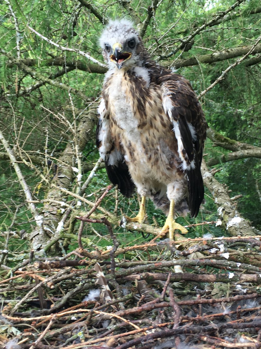 NickDunbar tweet media