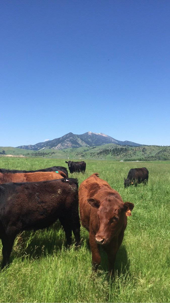 DavidJachowski's tweet photo. #CUPrairieLab undergraduate students are back in Montana for a 4th consecutive year, conducting research and learning about the Northern Great Plains as a working #conservation landscape @ClemsonCAFLS @ARButler89 https://t.co/UFTFtX5cZy https://t.co/qmpwHPkfEr