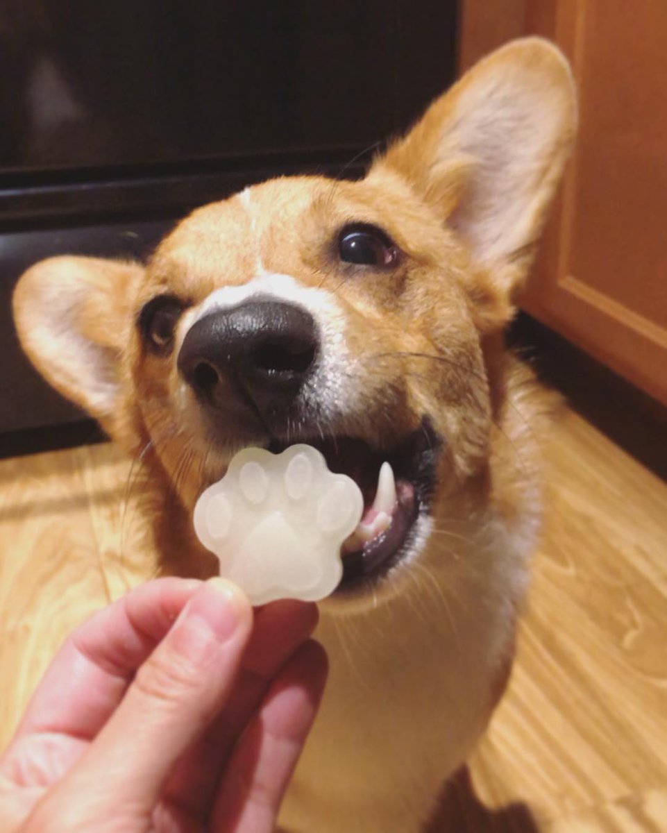 The Honest Kitchen On Twitter Who Doesn T Love A Pro Bloom