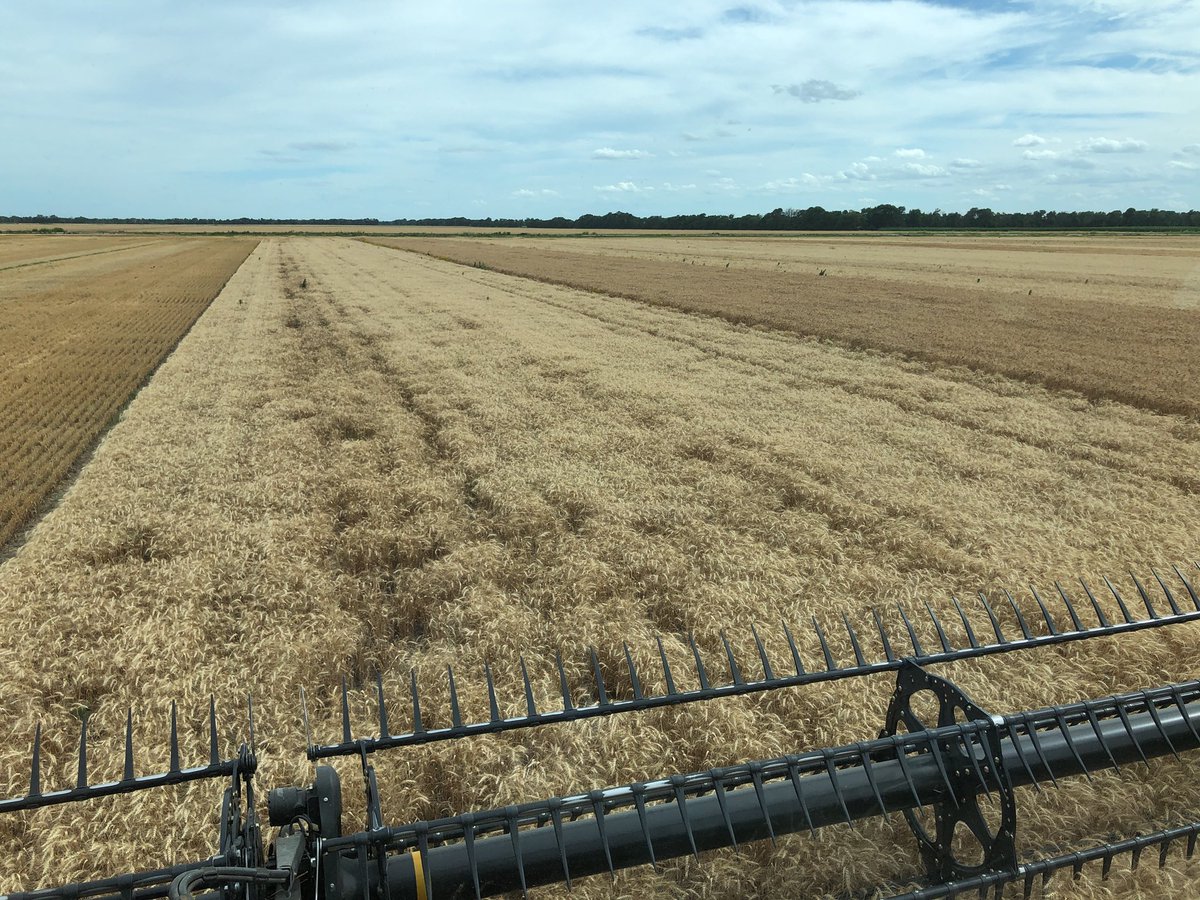 Andrewlee1814's tweet image. Starting to harvest 2018 #Wheat Strip Trial 13 variety’s to go.