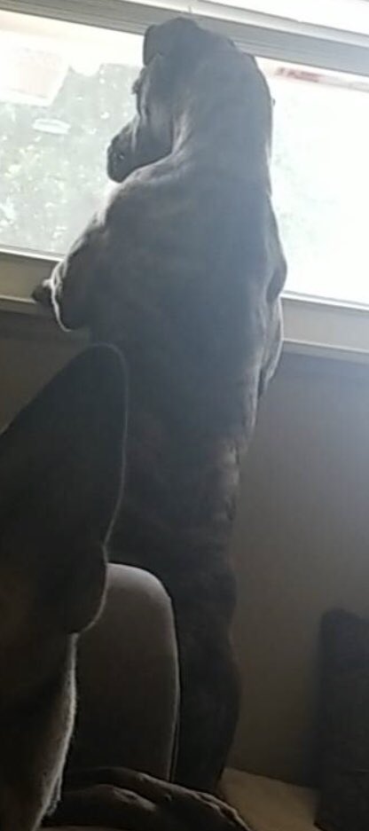 TweetoThompson's tweet photo. My dog is not ripped..... #Ryles https://t.co/o7SeWorR2X