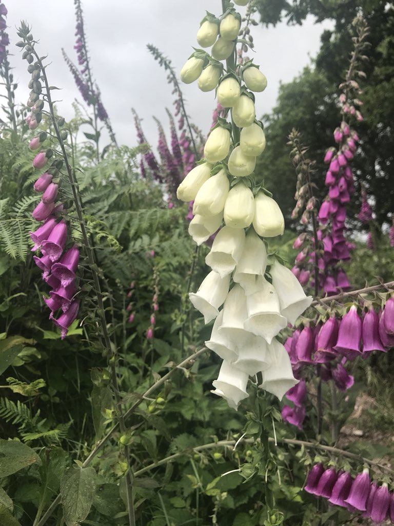 alizarn's tweet photo. All beautiful today #foxglove stands out  #elderflower #paddocks #summer @IrelandSouthern @cork_daily @CorkSafetyAlert @CorkHarbourWX @BBCSpringwatch @corkcitycentre @MetropoleCork @corkcitycentre @Irishwildlife @wildpicorg @WildAtlanticTV @Wildeye @NatureRTE https://t.co/oYUdI7Yvcl