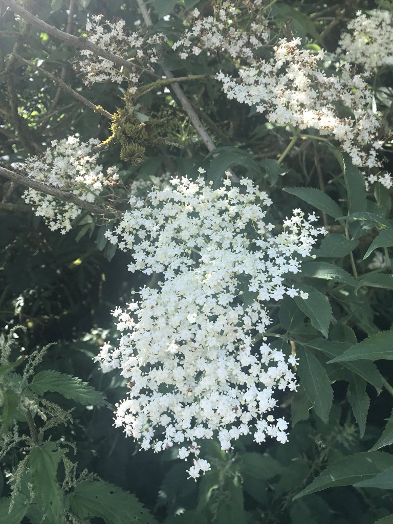 alizarn's tweet photo. All beautiful today #foxglove stands out  #elderflower #paddocks #summer @IrelandSouthern @cork_daily @CorkSafetyAlert @CorkHarbourWX @BBCSpringwatch @corkcitycentre @MetropoleCork @corkcitycentre @Irishwildlife @wildpicorg @WildAtlanticTV @Wildeye @NatureRTE https://t.co/oYUdI7Yvcl