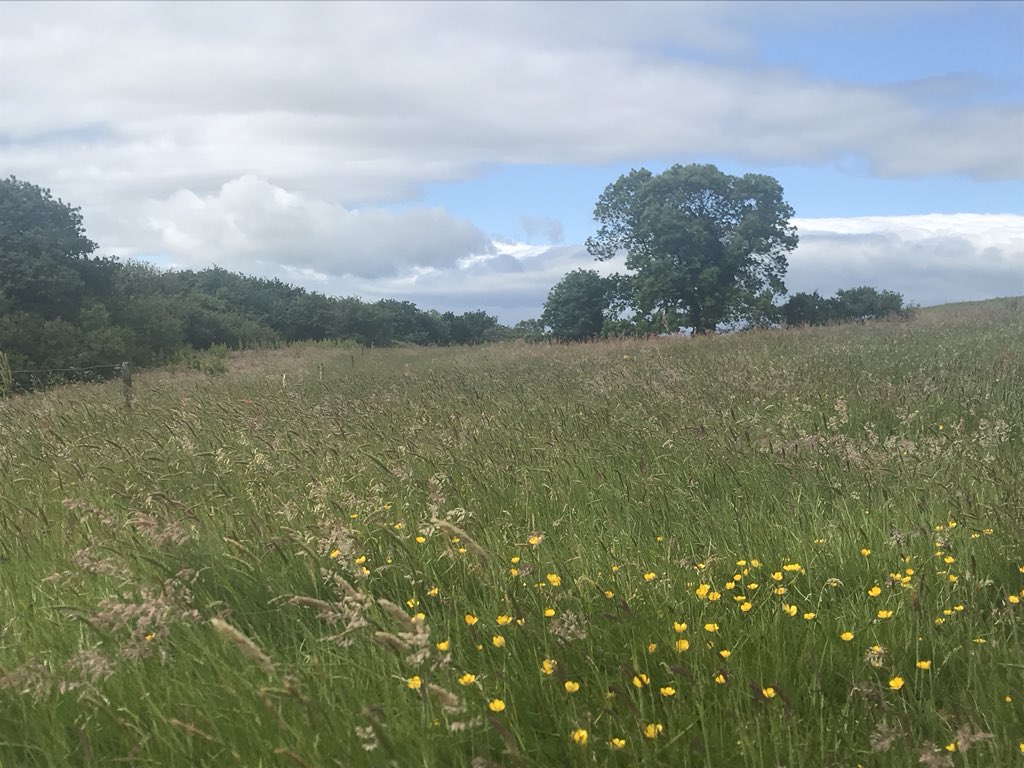 alizarn's tweet photo. All beautiful today #foxglove stands out  #elderflower #paddocks #summer @IrelandSouthern @cork_daily @CorkSafetyAlert @CorkHarbourWX @BBCSpringwatch @corkcitycentre @MetropoleCork @corkcitycentre @Irishwildlife @wildpicorg @WildAtlanticTV @Wildeye @NatureRTE https://t.co/oYUdI7Yvcl