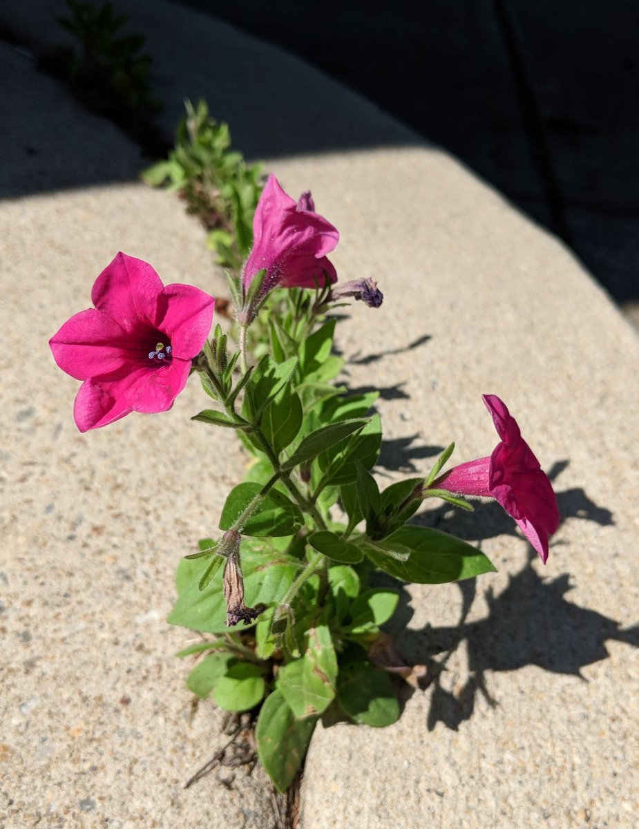 OakViewESArt's tweet photo. Find beauty in unexpected places. And don't forget to look down, or you might miss out! https://t.co/uTZopSRN9Z