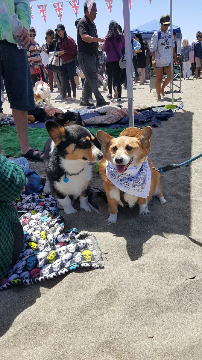 danawickens's tweet image. take me to ur corgis 😍 #NorCal #CorgiCon