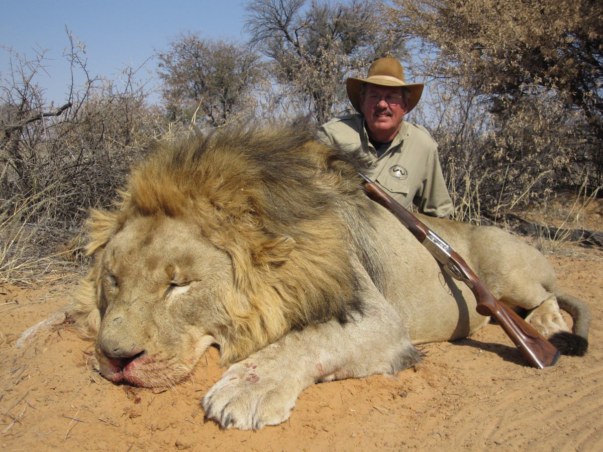 BellaLack's tweet photo. When such a magnificent creature exists, why would you compromise that because you want their head on your wall?

The lion’s piercing gaze is exquisitely captured in this captivating photo. 

RT if you’d  rather see this than the lifeless gaze of a dead lion.

#BanTrophyHunting https://t.co/pilNPZ0Lyh