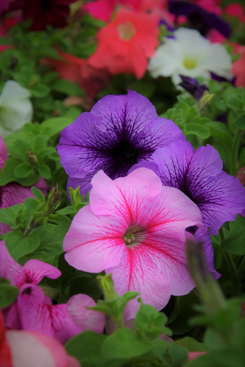 5after_art's tweet photo. #photographer #photoediting #photoshop #picsart #lasvegas #vegas #vegasstrong #digitalart #photography #floral #flowers https://t.co/McEes9tZtd