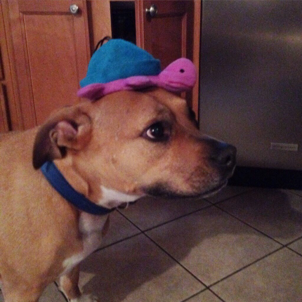 Aliciaaa__C's tweet photo. @mushenska Dr. Hector B. Peepers, esq. 💁🏻‍♀️ Some dogs are just fancier than others. https://t.co/WaWF8Y1OtL