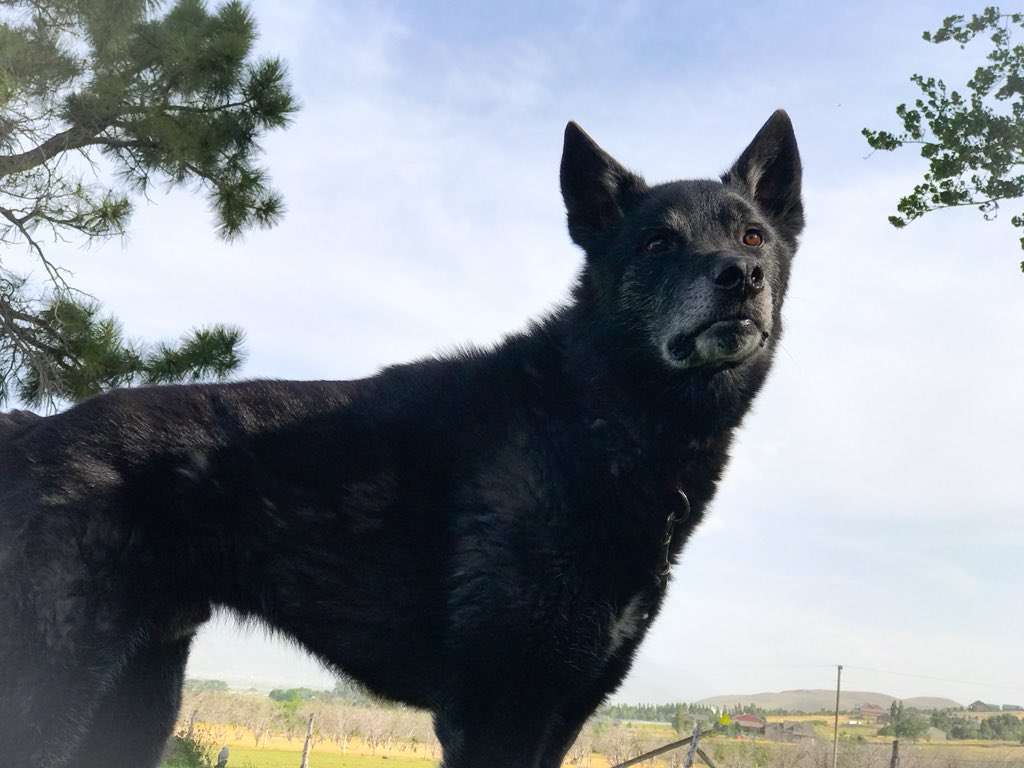 harnesspassion's tweet photo. Handsome Goliath is still looking for a forever home #arcticrescue https://t.co/42bSfirZ61