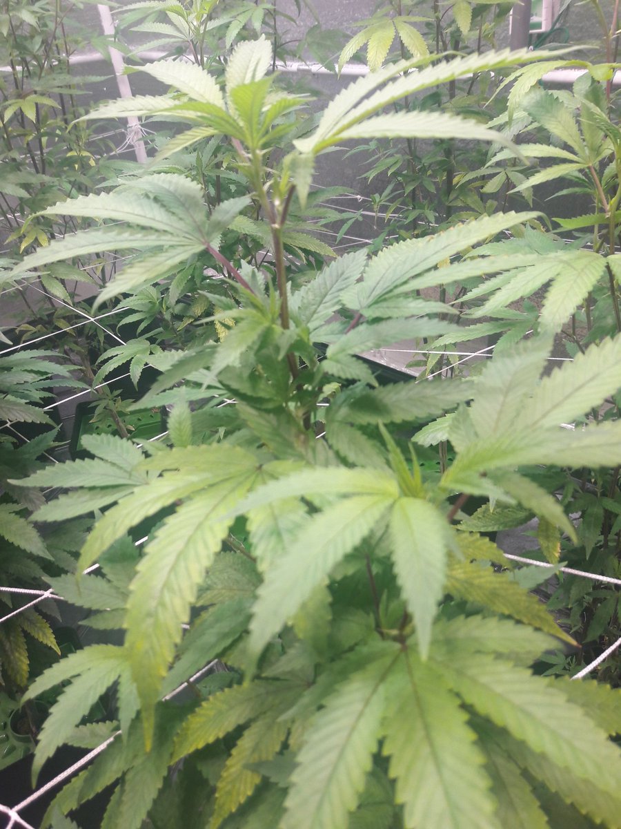 APOrganicsOC's tweet photo. Getting ready to go into bloom. 
#mmj #aporganics #cleancannabis #cannabis #medicine #educateandmedicate #legalizecannabis https://t.co/nwIq0yN1mq