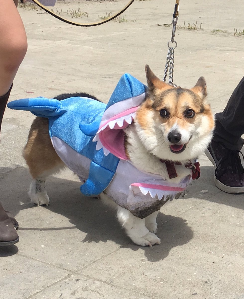 510home's tweet image. Welcome to CaliCorgia #CorgiCon