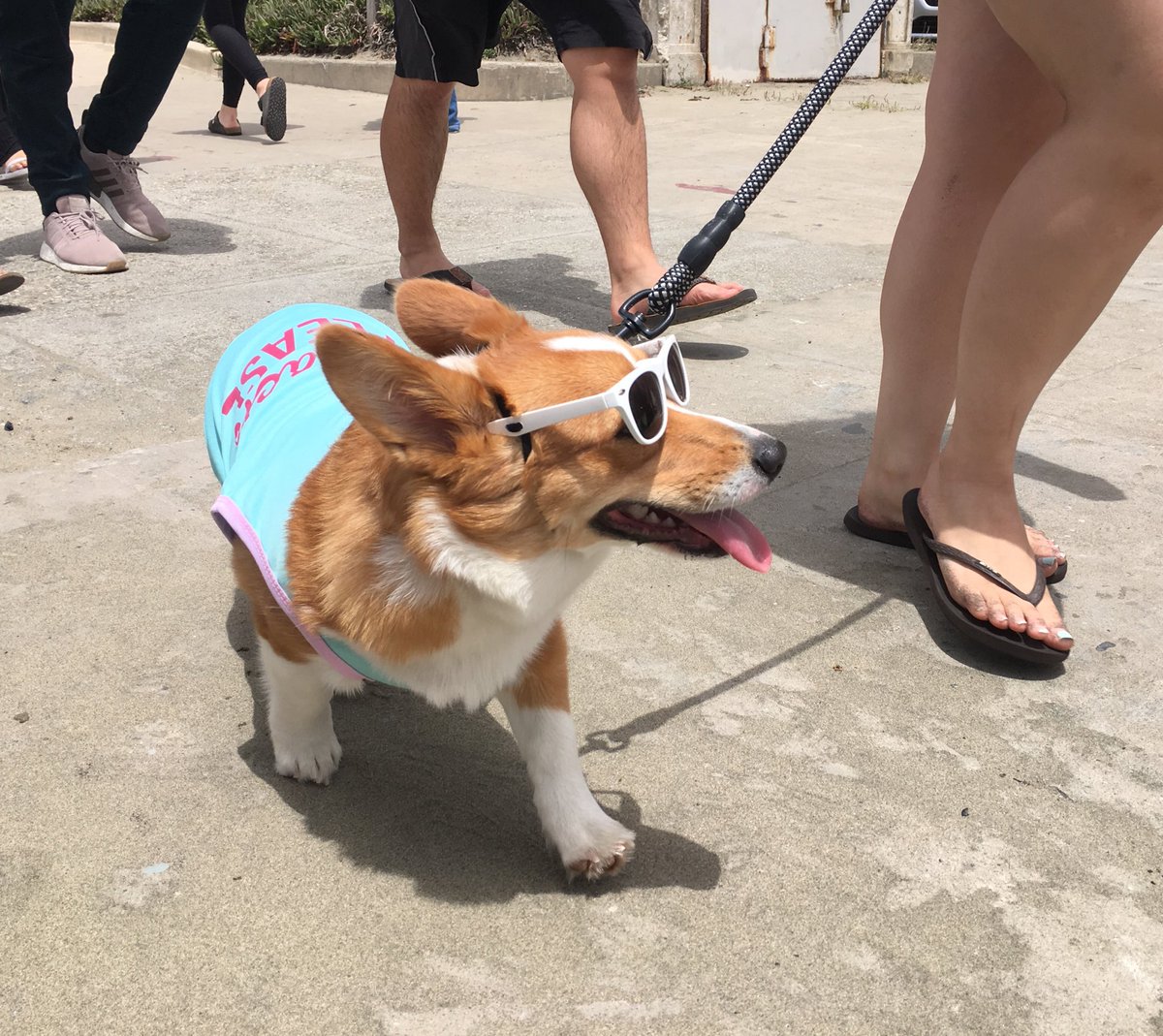 510home's tweet image. Welcome to CaliCorgia #CorgiCon