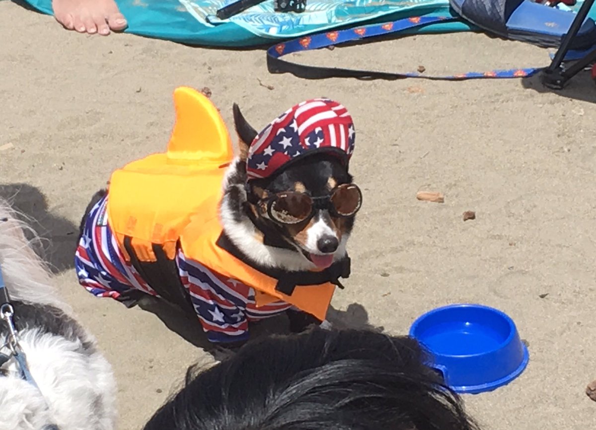 510home's tweet image. Welcome to CaliCorgia #CorgiCon