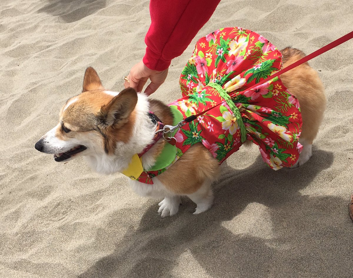 510home's tweet image. Welcome to CaliCorgia #CorgiCon