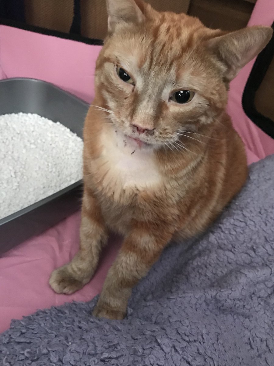 Pink_holly's tweet photo. I hope so much that he has a quick recovery! Get well soon my beautiful boy! https://t.co/u4xigj5Q4m