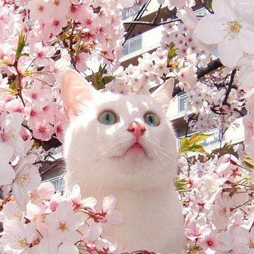nctpets's tweet photo. https://t.co/whFON7BoEI