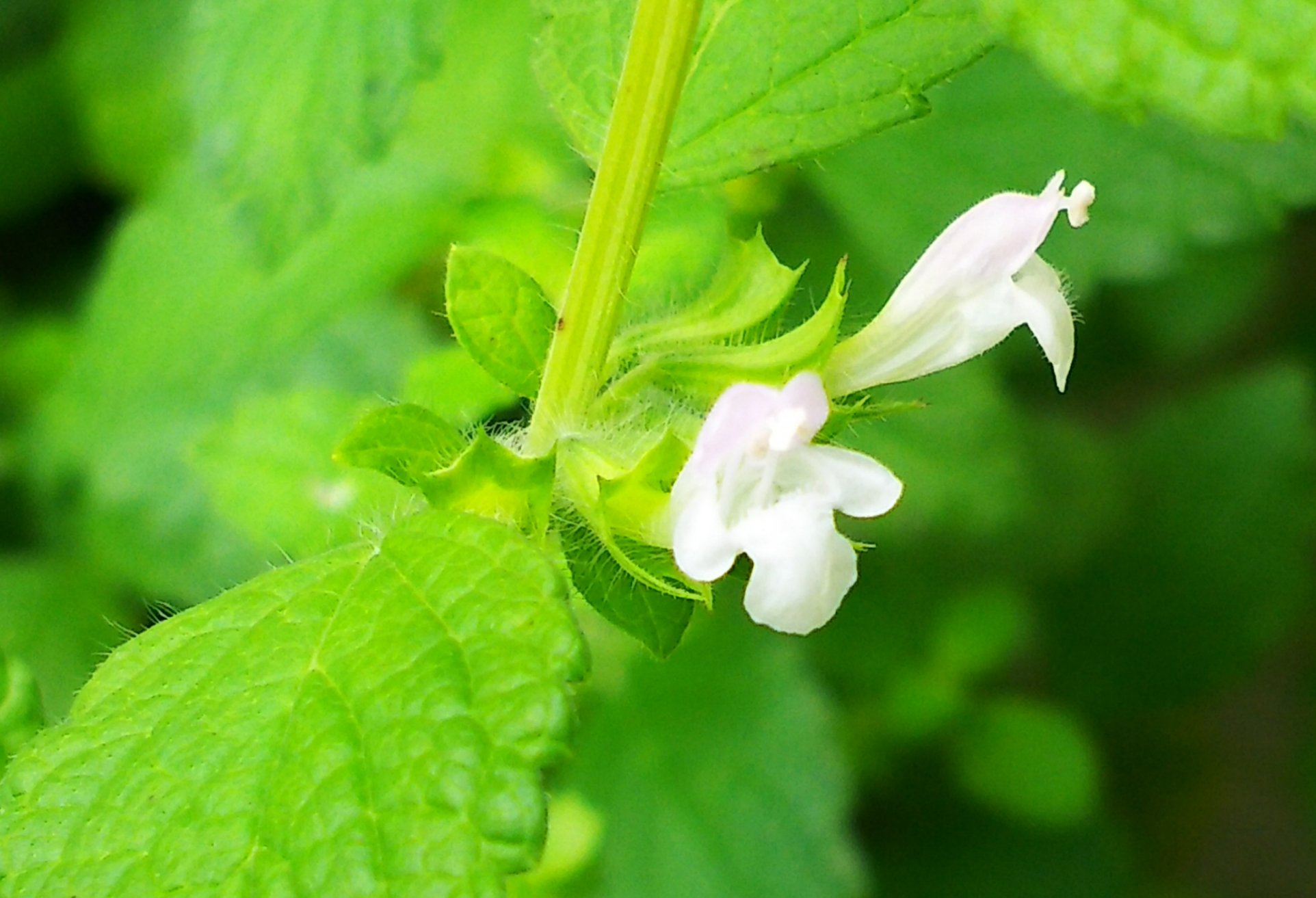あっぷる レモンバームの花が咲きました 黄色いつぼみが開くと 上だけほんのりピンク色の小さな白い花が咲いてかわいい さっそくミツバチがやってきて さすがmelissa と思ったらアブでした ガーデニング ハーブ レモンバーム T Co