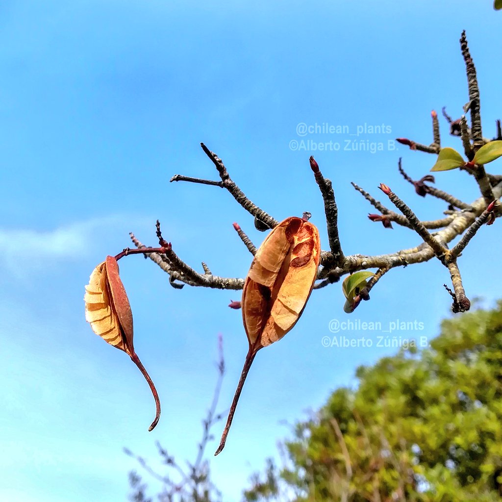 chilean_plants's tweet photo. ♒#Embothrium coccineum♒
“Notro" #floradeChile. Características de individuos enanos en condiciones ambientales severas/Characteristics of runt  individuals in severe environmental conditions. In Cordillera pelada.
#Proteaceae #Chileanflora #Andeanflora https://t.co/d4ieNwPcT2